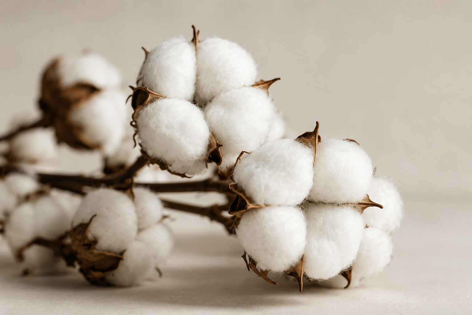 What Is an Organic Cotton T-Shirt?